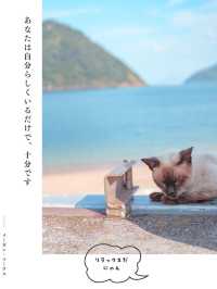 【香川】猫の島🏝️可愛い猫ちゃんと名言に癒される✨
