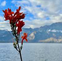 Blooms & Views: Montreux Elegance