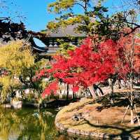 🍁 🍂 Momiji Autumn Leaves in Nara! 