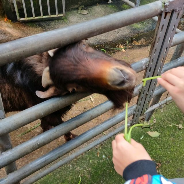 媲美動物園的台灣山豬城