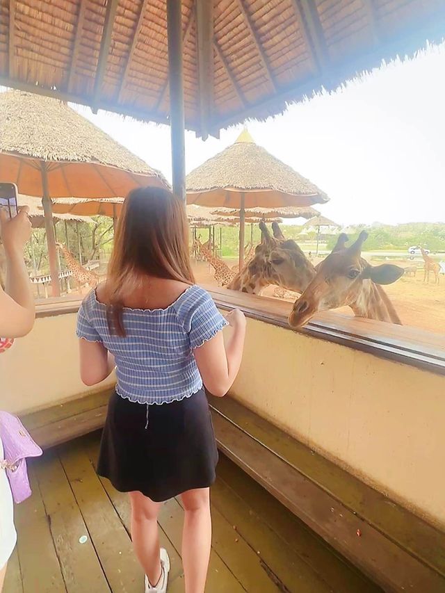 ⭐️亞洲最大動物園～Safari World