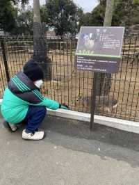 親子遊必去！ #伊豆仙人掌動物園