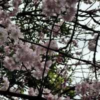 Cherry blossom 🌸 @ Bishan temple