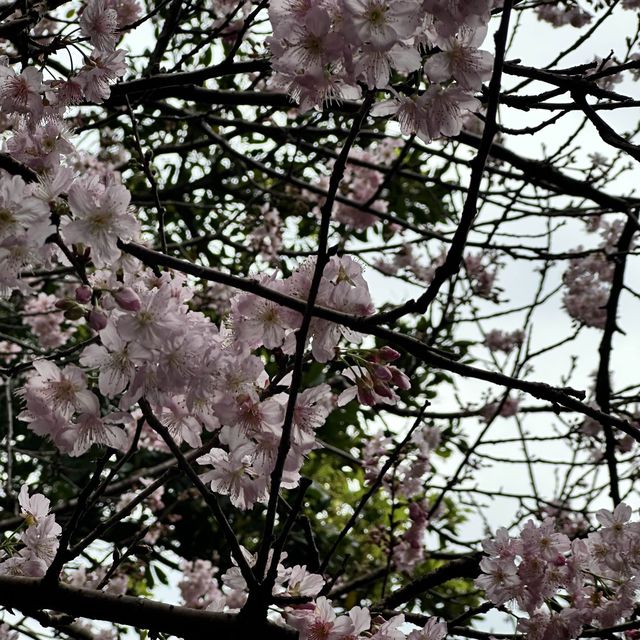 Cherry blossom 🌸 @ Bishan temple
