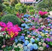 元朗公園靚靚花卉👍👍👍