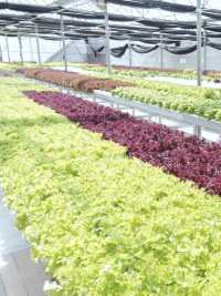 參觀粉嶺鶴藪永霖花園及水耕菜場
