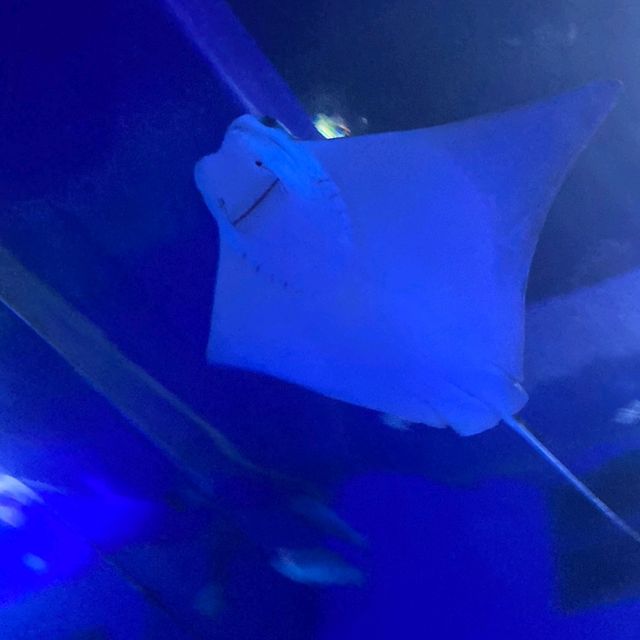 子どもと行く　海遊館～USJ　フェアリー移動