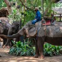 Exclusive Elephant village in pattaya 