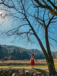 청주에서 피크닉 떠나기 좋은 곳🌳 벚꽃 시즌이 아름다운 ‘상당산성’