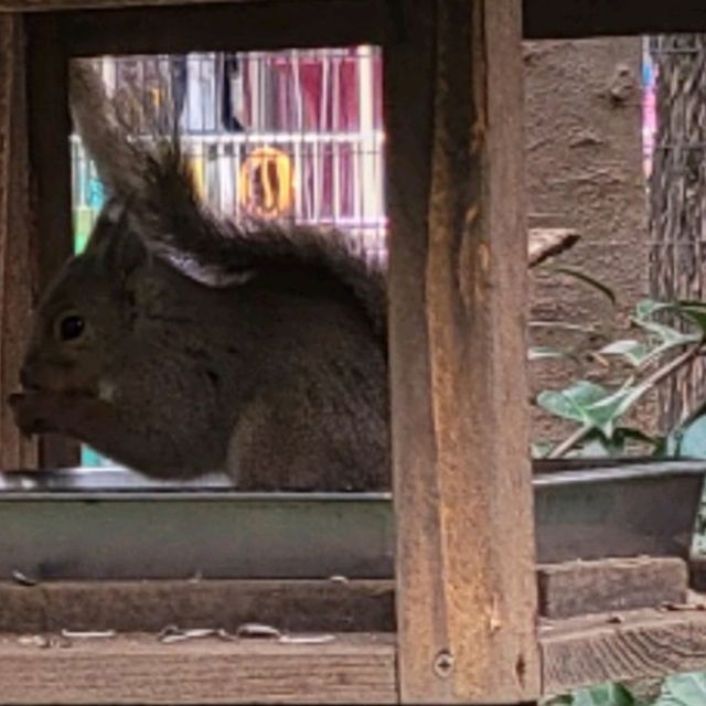 井の頭動物園