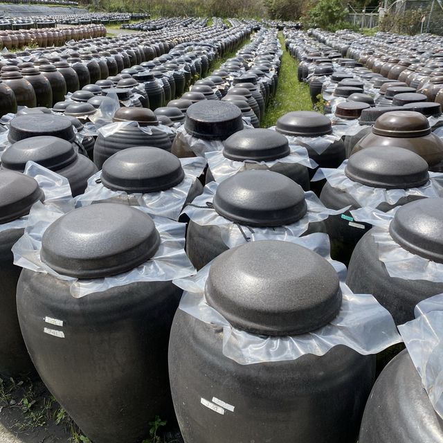 鹿児島県「桷志田」で壺畑見学と黒酢ランチ
