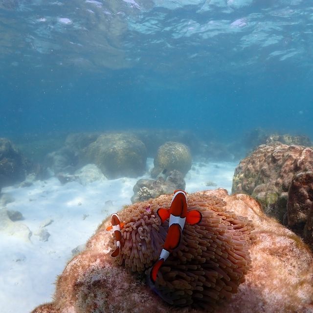 ดำน้ำอ่าวแสมสารร  🐠