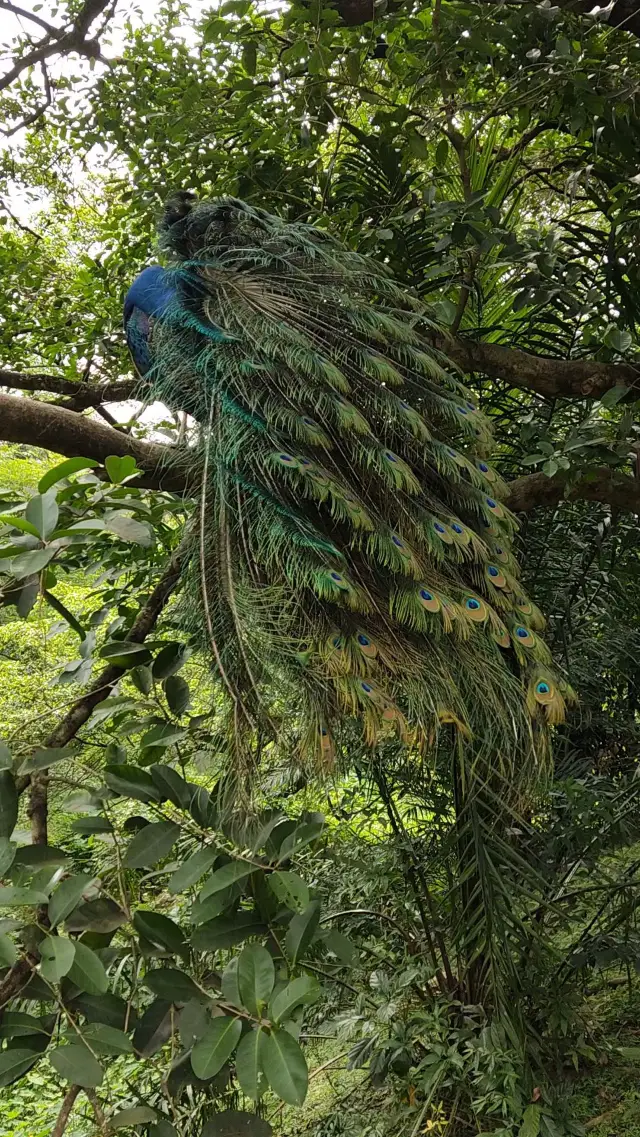 Wonderful Time at Penang Bird Park