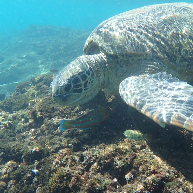與海龜共舞🐢｜小琉球花瓶岩
