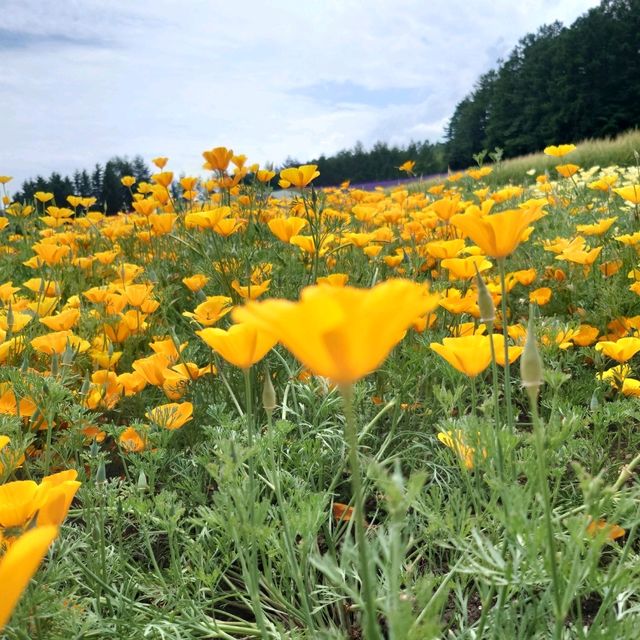 北海道富良野薰衣草園。打卡必去景點