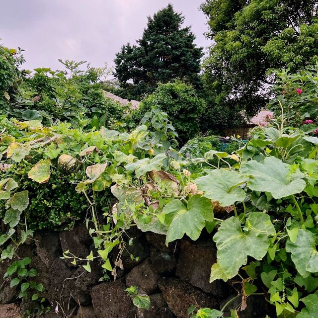 🏡 제주도식 전통 민속집을 볼 수 있는 성읍민속마을