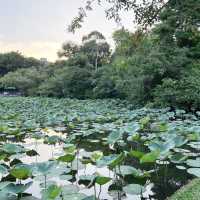 迷失在綠意中🌿🌺 台北植物園