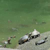 🇲🇾Sam Poh Tong Turtles & Temple Mysteries