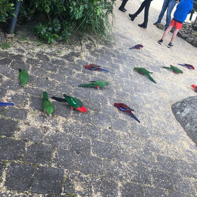 Healthy tour in Lamington National Park 
