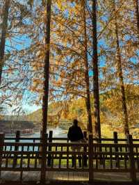 가을옷 예쁘게 입은 청남대 메타세콰이어길🍂🍁