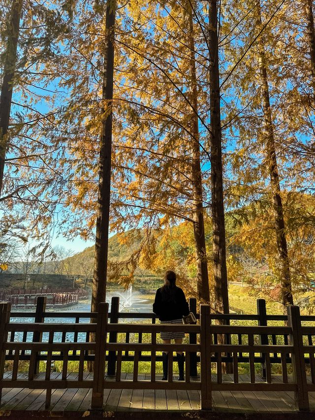 가을옷 예쁘게 입은 청남대 메타세콰이어길🍂🍁