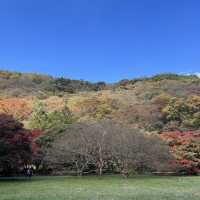 The Place with Eternal Autumn Foilage!