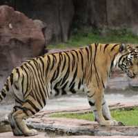 Great Safari park with lot of wildlife 