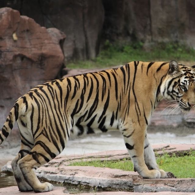 Great Safari park with lot of wildlife 