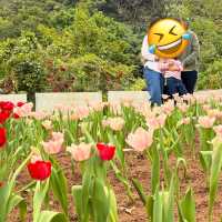 春日限定，大埔Billow高質西餐，兼可欣賞盛開的鬱金香🌷