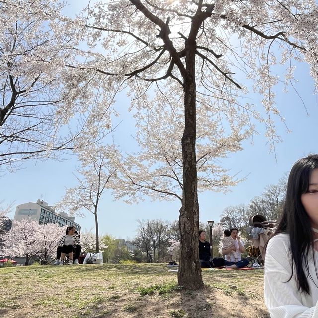 서울 꽃놀이는 북서울 꿈의 숲에서!