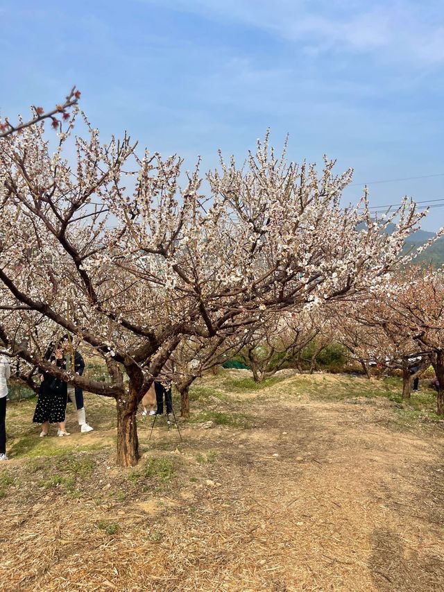 부산에서 매화꽃이 가득한곳 !!! 