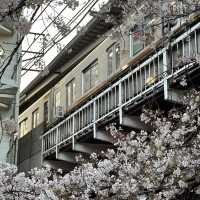 【東京】中目黒の桜並木