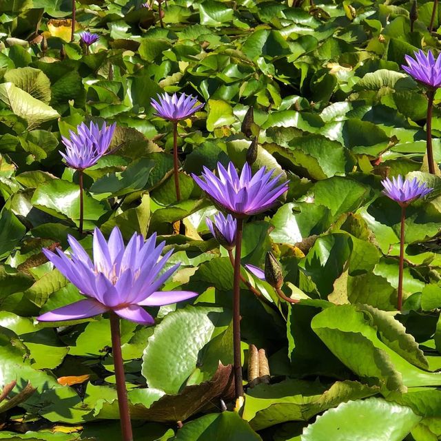 新加坡🇸🇬最具代表性建築❤️藝術科學博物館