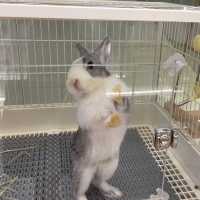 香港🇭🇰首間兔兔Cafe🐰