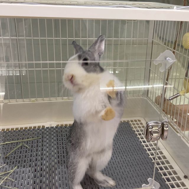 香港🇭🇰首間兔兔Cafe🐰