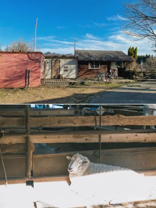 Japan Kyushu | A hidden healing animal park in Aso City~