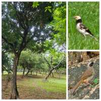 打卡好去處: 仲有好多雀仔睇🦜元朗公園