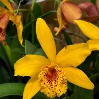 TheBloomingOrchids