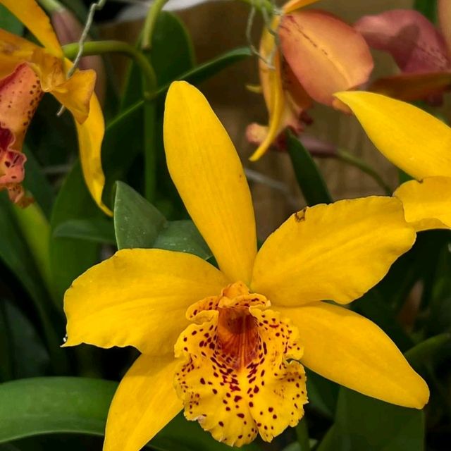 TheBloomingOrchids