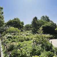 茶屋ヶ坂公園あじさい園 