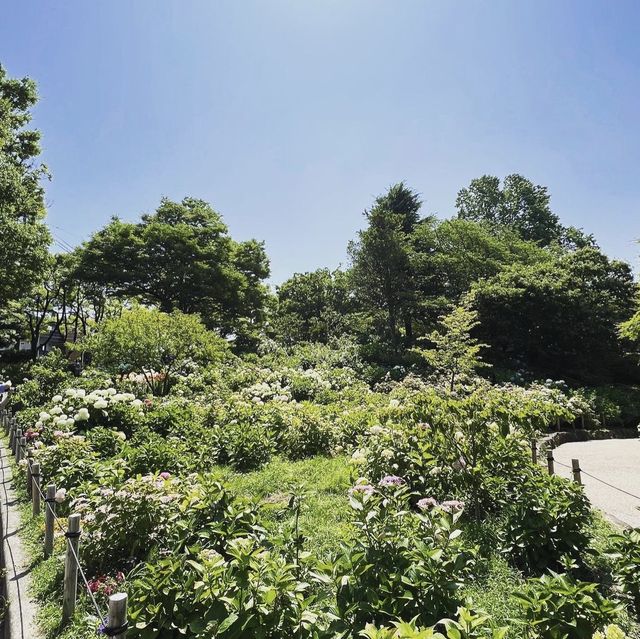 茶屋ヶ坂公園あじさい園 