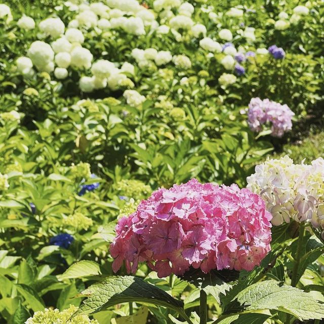 茶屋ヶ坂公園あじさい園 