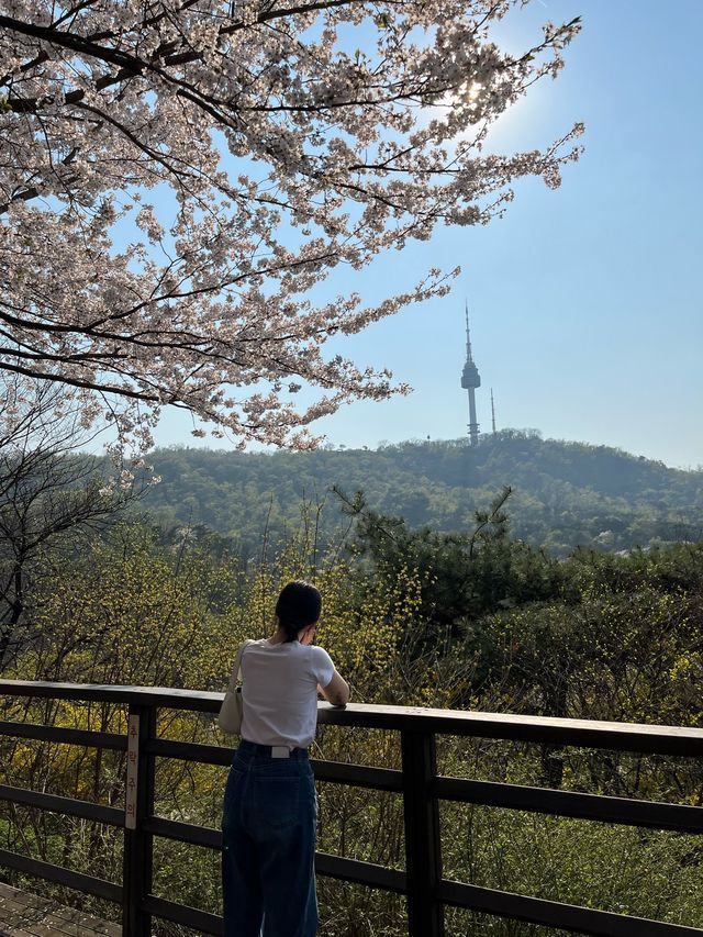 서울 남산으로 떠나는 봄 여행, 벚꽃이 만개하는 남산 ✨