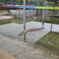 Where To Find 100 Year Old Crocodiles? 🐊
