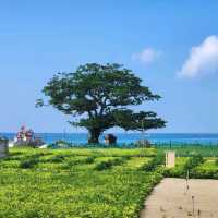 Ly Son Island