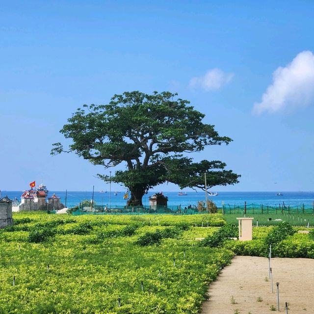 Ly Son Island