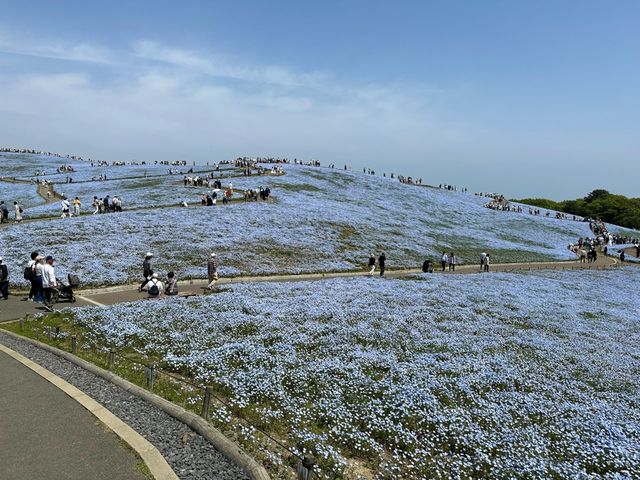 關東整片藍海~常陸海濱公園粉蝶花