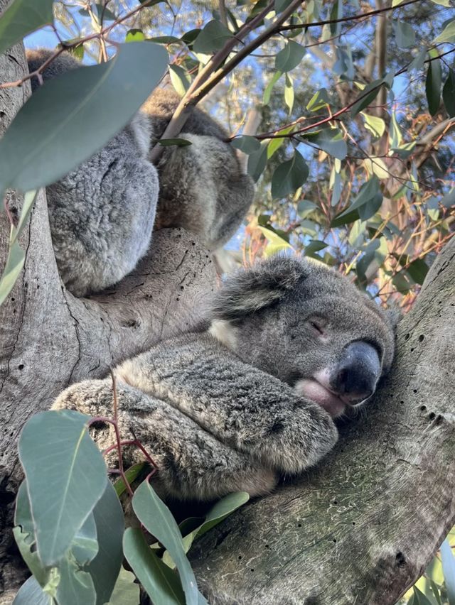 🏝️🦘🐨🦭阿德萊德袋鼠島～動物王國🏝️🦘🐨🦭