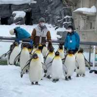 🐧❄️🎪旭山動物園～企鵝天堂🌟😄