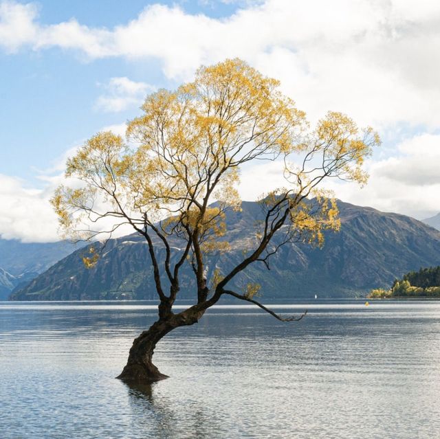 🦞A guide for Wanaka 👙